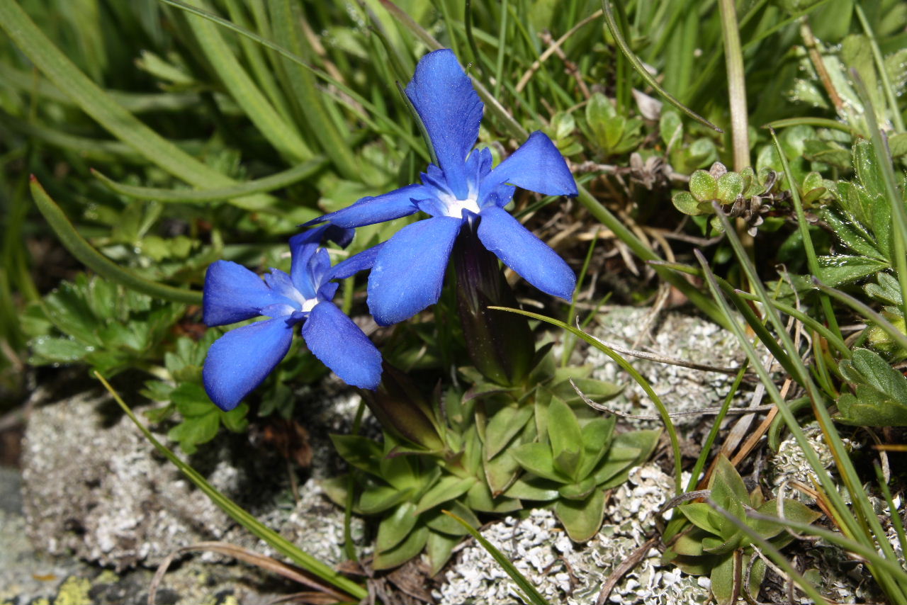 Gentiana bavarica ???